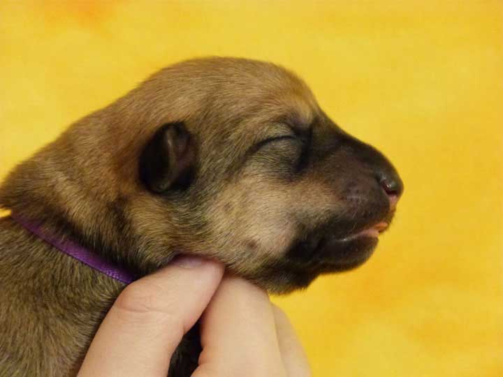 chinook puppy